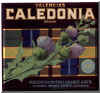 caledonia