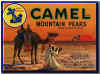 camel