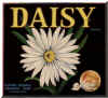 daisy