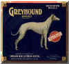 greyhound