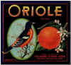 oriole