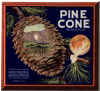 pinecone