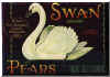 swan